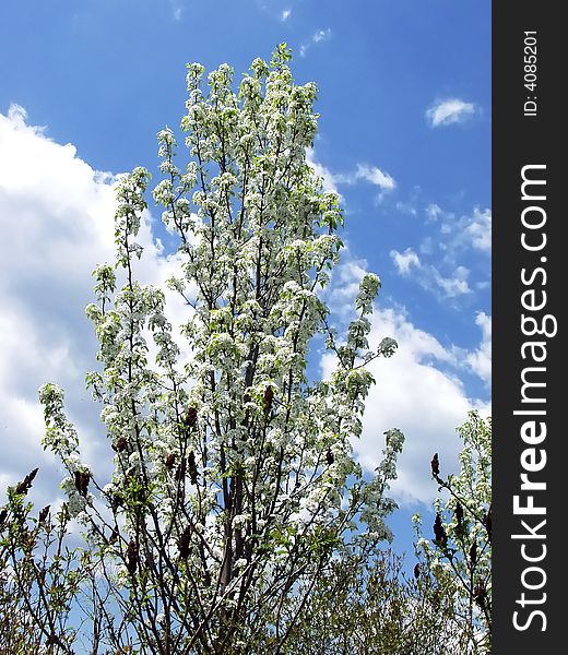Spring flowered tree with clouded blue sky at background