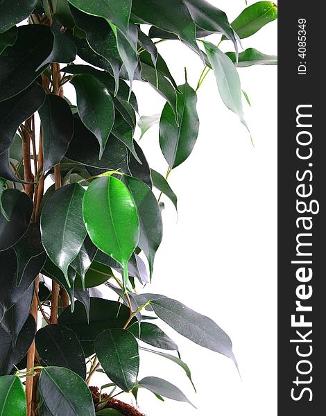 Green ficus tree in a brown pot Isolated white.