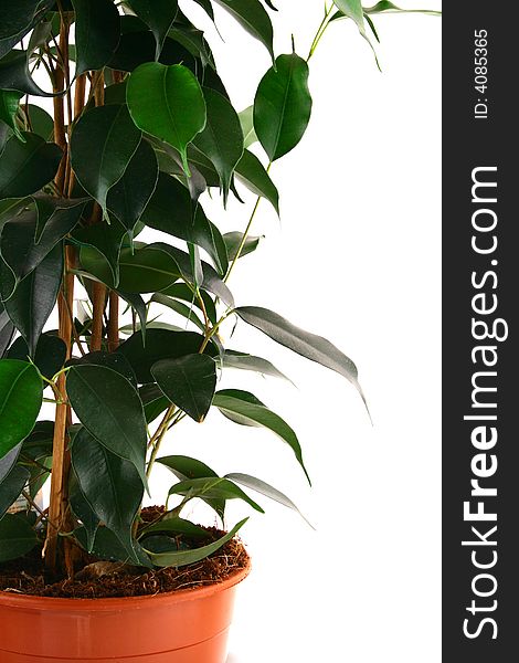 Green ficus tree in a brown pot Isolated white.