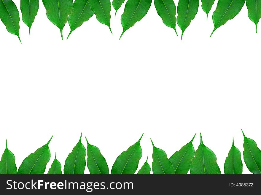 Green ficus tree in a brown pot Isolated white.