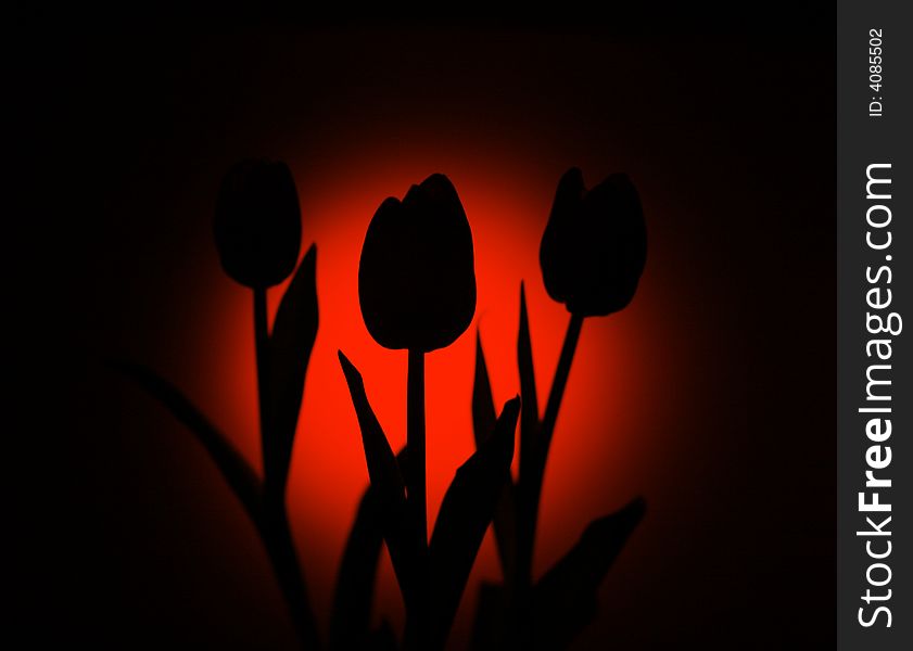 Blooming tulips silhouette Contour plants natural. Blooming tulips silhouette Contour plants natural