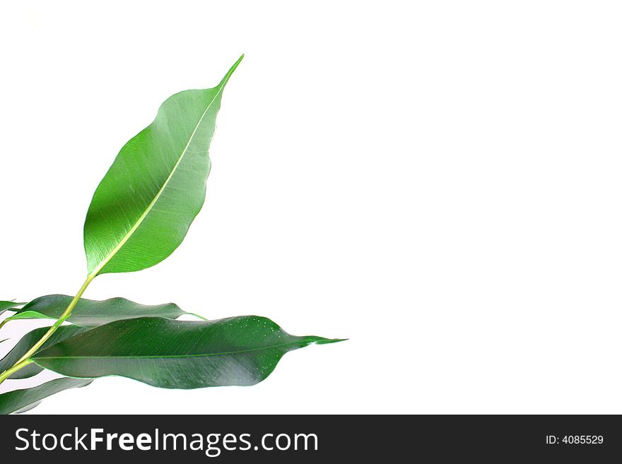 Green Ficus