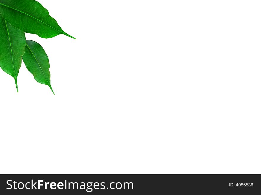 Green ficus tree in a brown pot Isolated white.