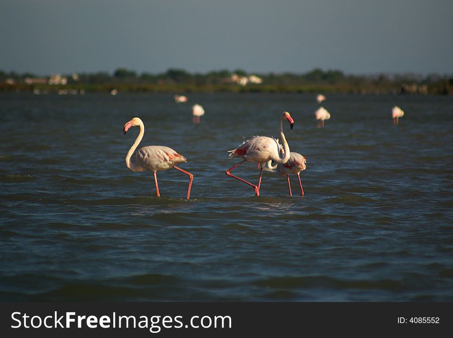 Few pink flamingos grazing in pond, horizontal.