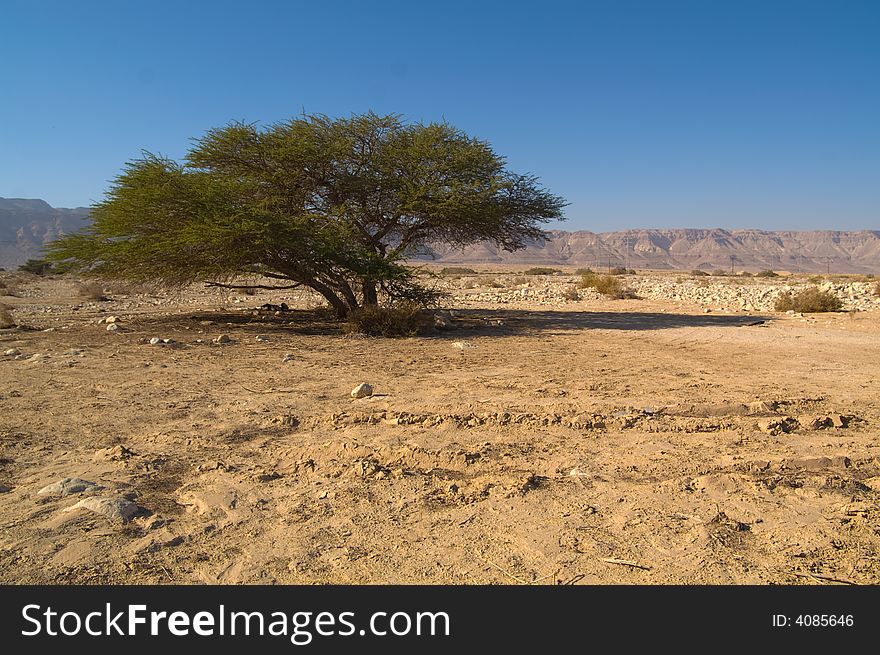 Alone tree in desert on the shore of the dead see