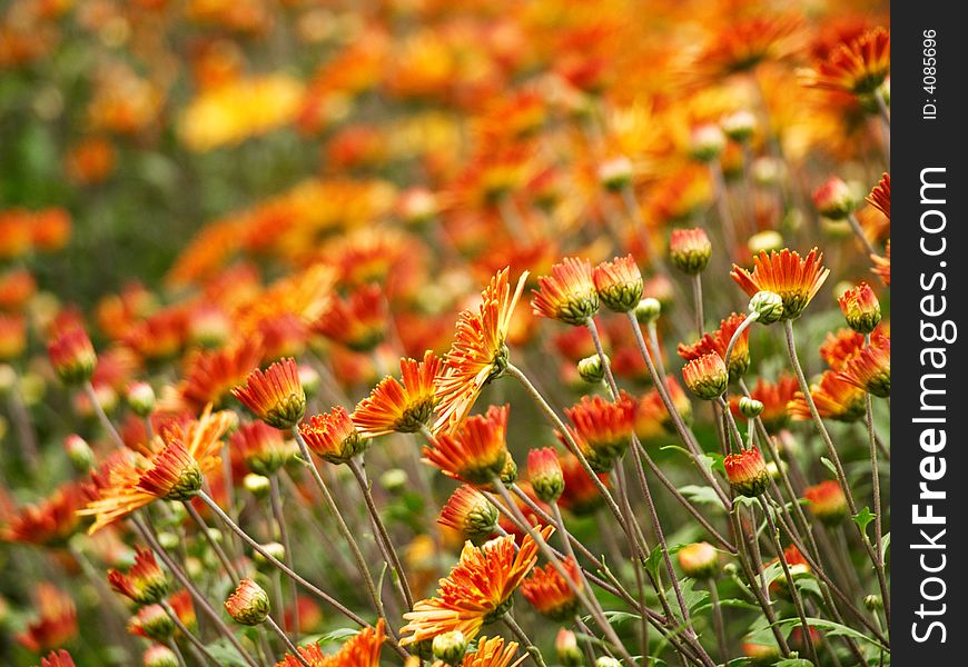 A lot of orange small flowers. A lot of orange small flowers