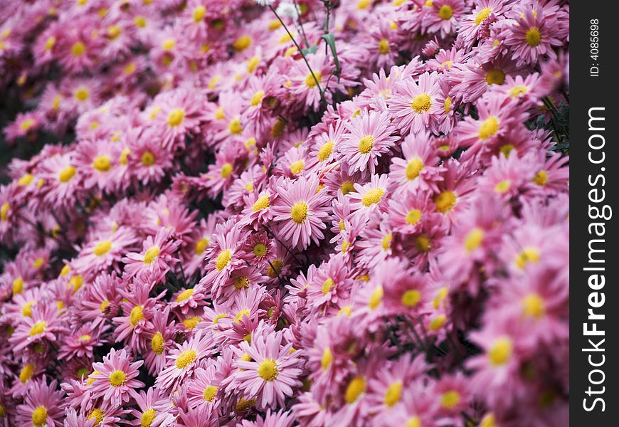 A lot of purple small chrysanthemums. A lot of purple small chrysanthemums