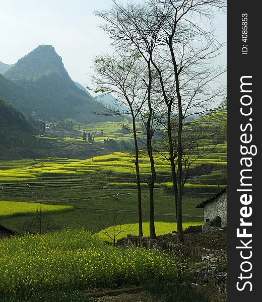 Yellow rape fields in LuoPing, YunNan Prov,China. Yellow rape fields in LuoPing, YunNan Prov,China