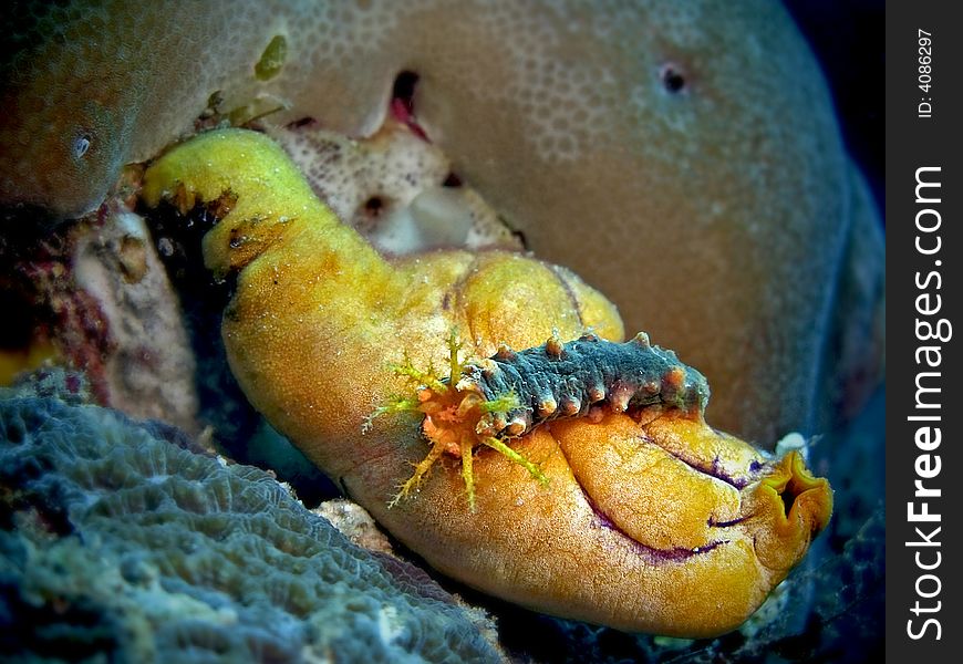 An unidentified sea cucumber on an ascidian species. An unidentified sea cucumber on an ascidian species