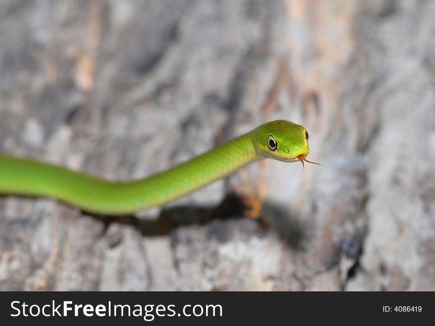 A rough green snake crawling across a piece of fallen bark. A rough green snake crawling across a piece of fallen bark.