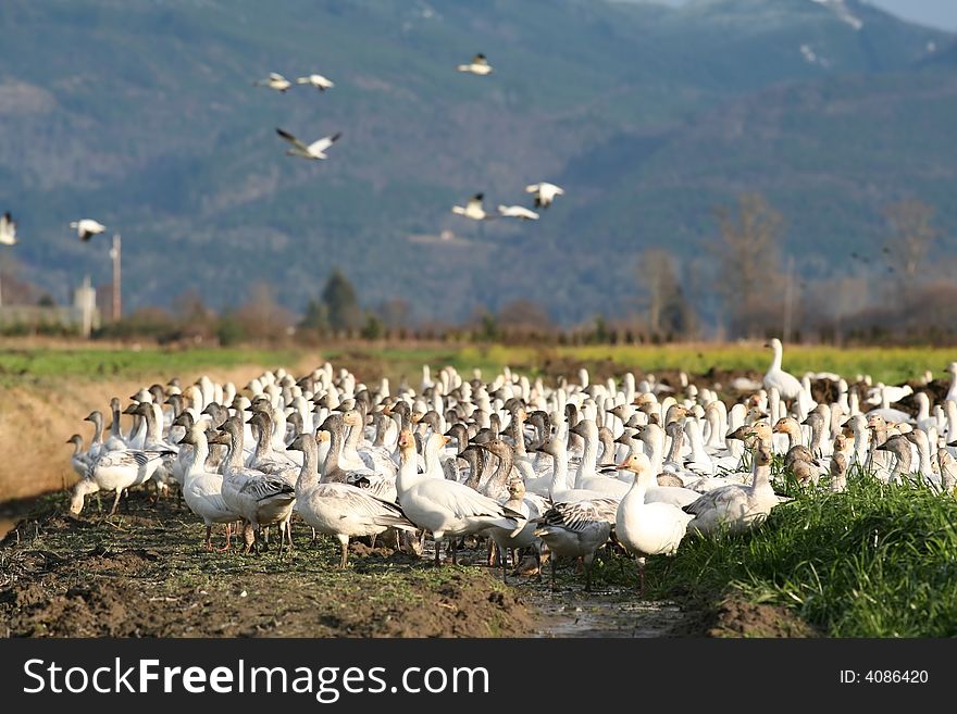 Snow Geese In Field