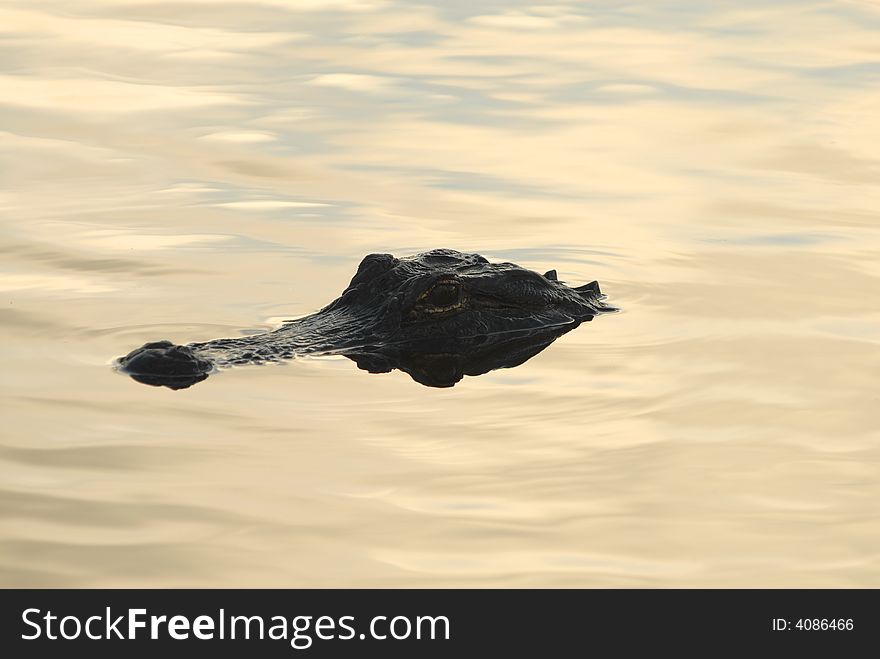 An american alligator floating in calm water early in the morning.