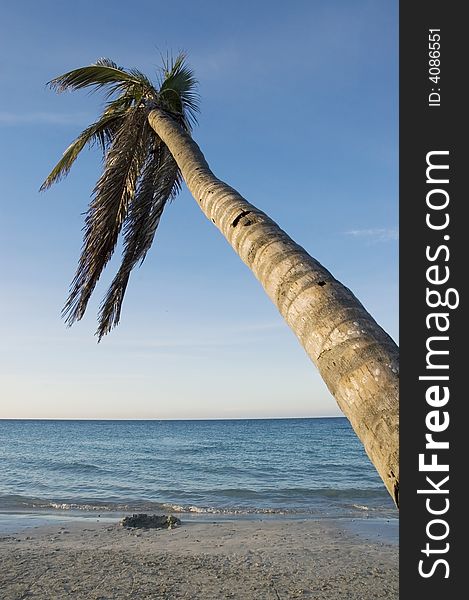 Coconut palm on tropical beach background