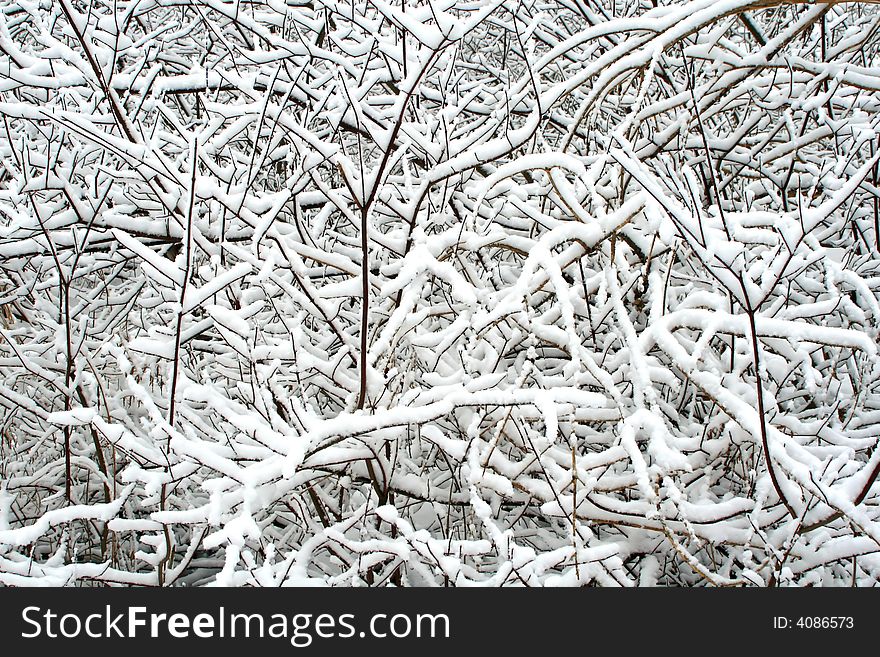 Snowfilled Tree Branches.