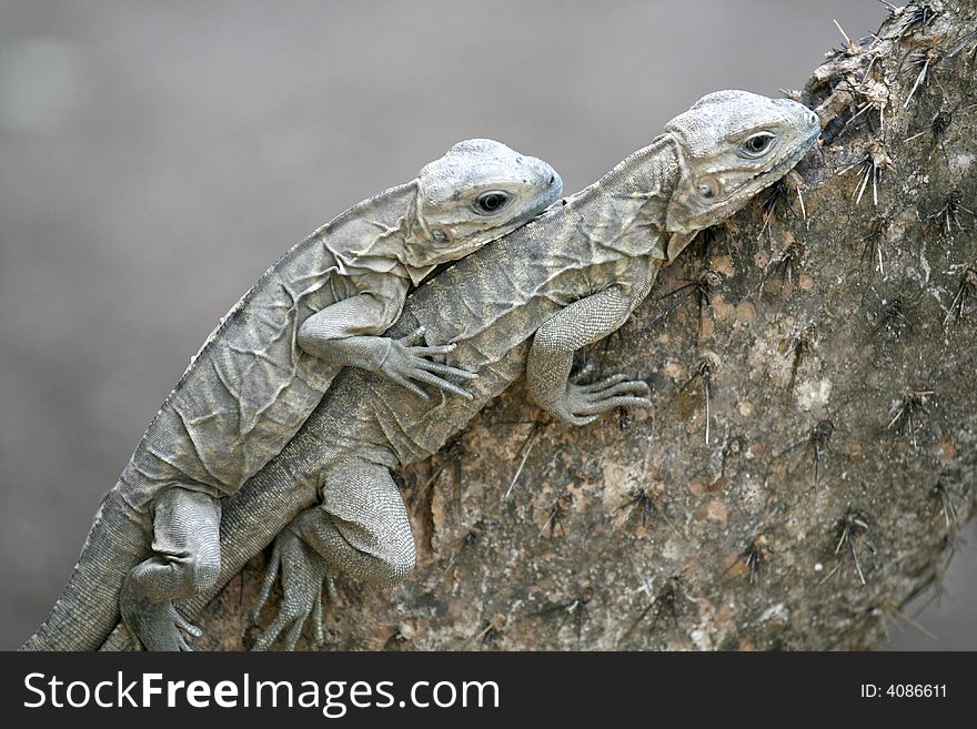 Two Lizards  in a pile