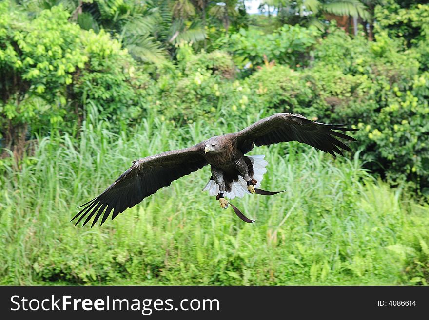 An eagle flying in midair. An eagle flying in midair