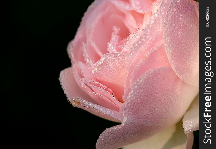 Drops Of Dew On A Rose.