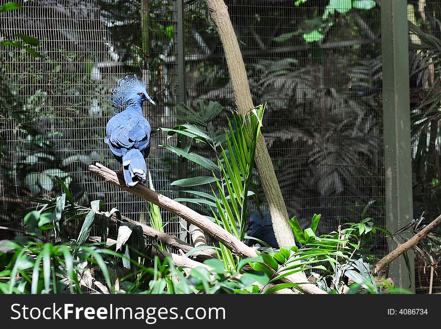 Crowned pigeon