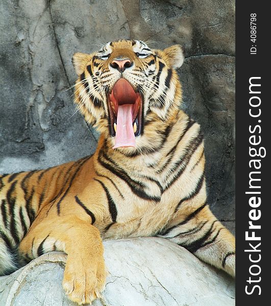 Tiger, resting on a cliff yawning. Tiger, resting on a cliff yawning