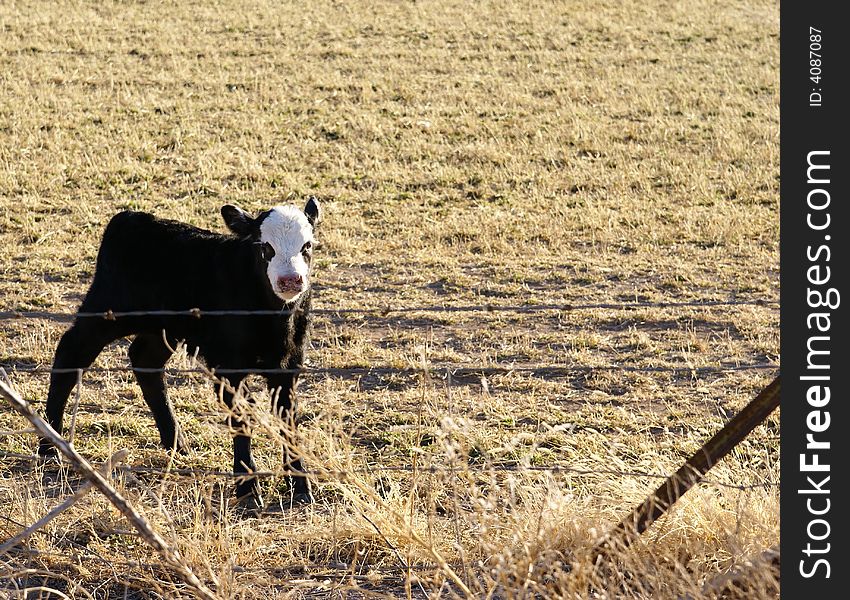 Baby cow, calf, in winter New Mexico field