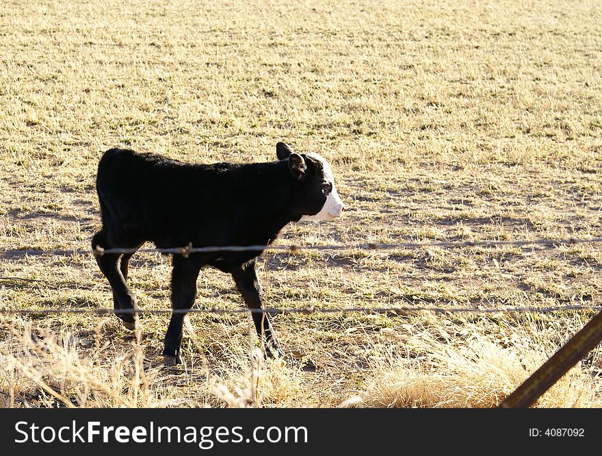 Baby cow, calf, in winter New Mexico field