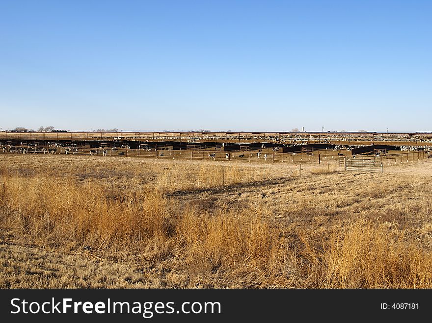 Large Cattle stockyard with many cows and calfs in fenced pens outdoors.