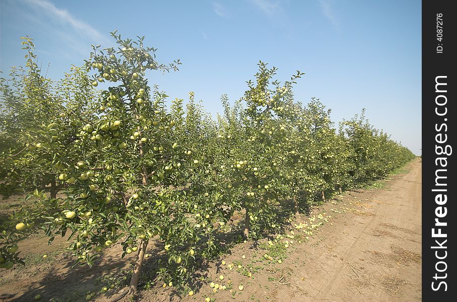 Green apple tree Orchard with the apples on the ground. Green apple tree Orchard with the apples on the ground