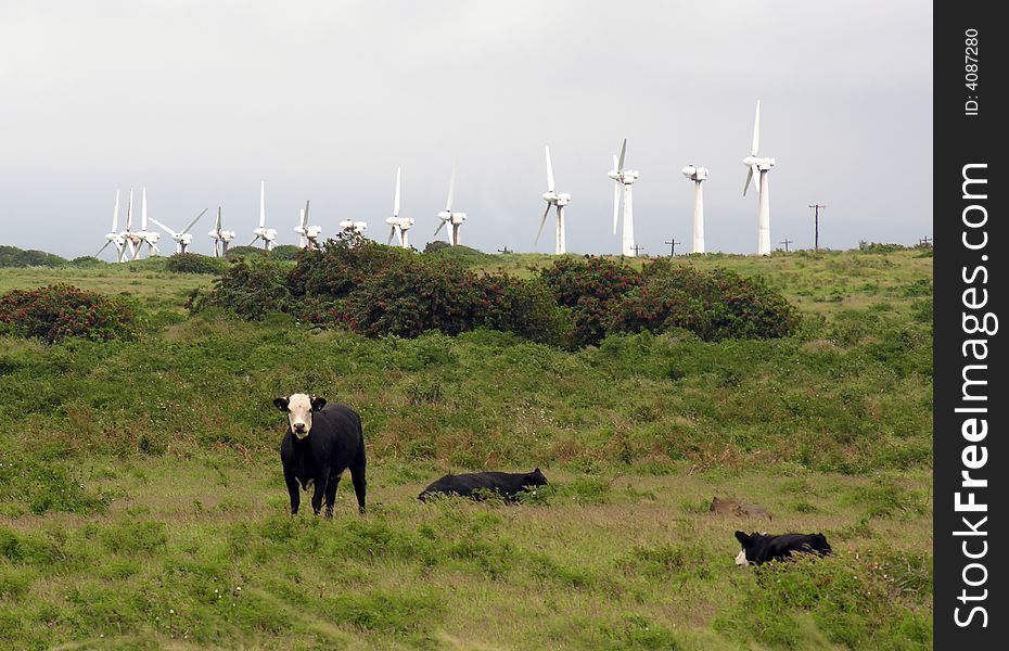 Cow in field in front of windmill. Cow in field in front of windmill