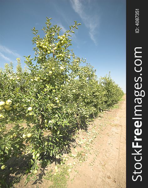 Green apple tree Orchard with the apples on the ground. Green apple tree Orchard with the apples on the ground