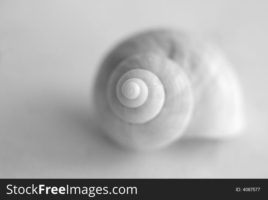 Macro of a small sea shell