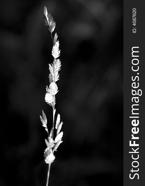 A black and white close up of wild grass