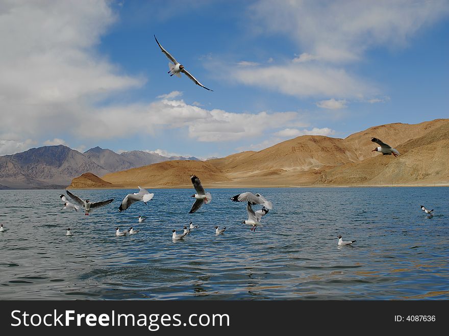 Many sea gull in ske and lake. Many sea gull in ske and lake