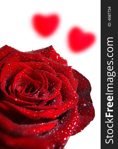 Single red rose on a white background with hearts