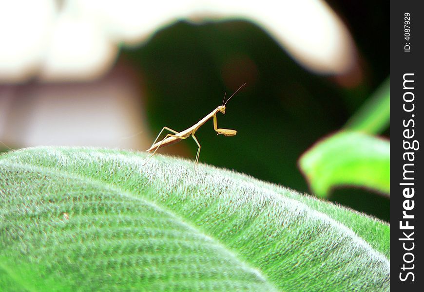 A tiny praying mantis hunts on the surface of a green leaf. A tiny praying mantis hunts on the surface of a green leaf.