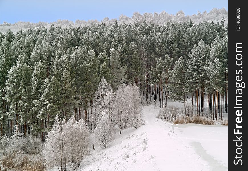 Winter landscape with white frost pines on the hills. Winter landscape with white frost pines on the hills