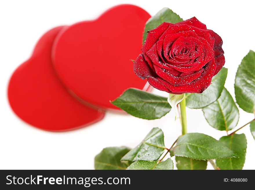 Single red rose on a white background with hearts. Single red rose on a white background with hearts