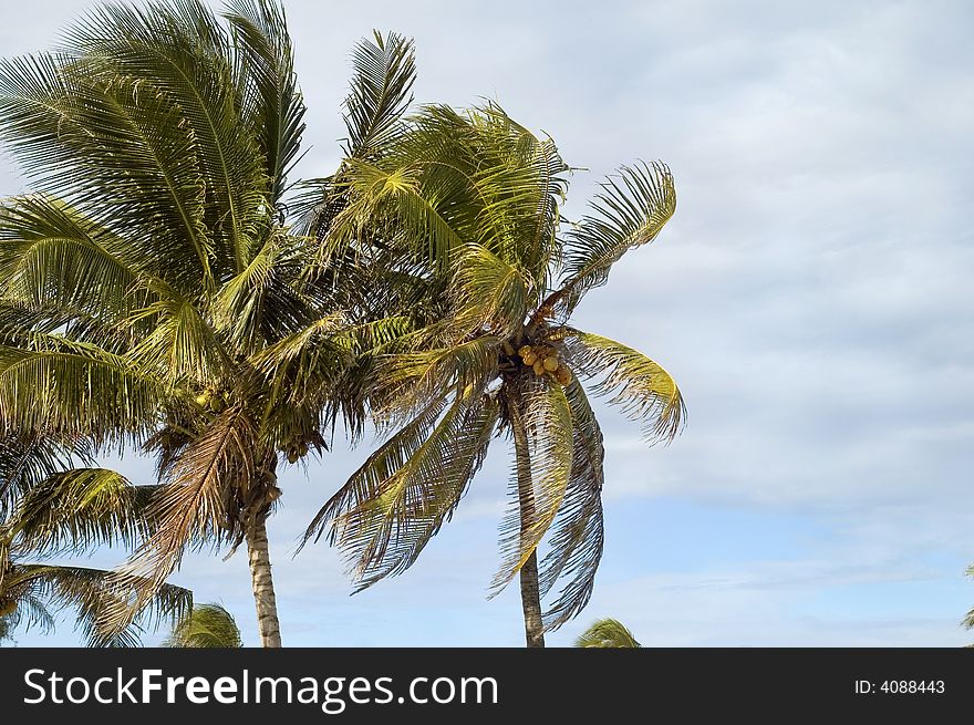 A view of tropical sky with coconut palm trees. A view of tropical sky with coconut palm trees