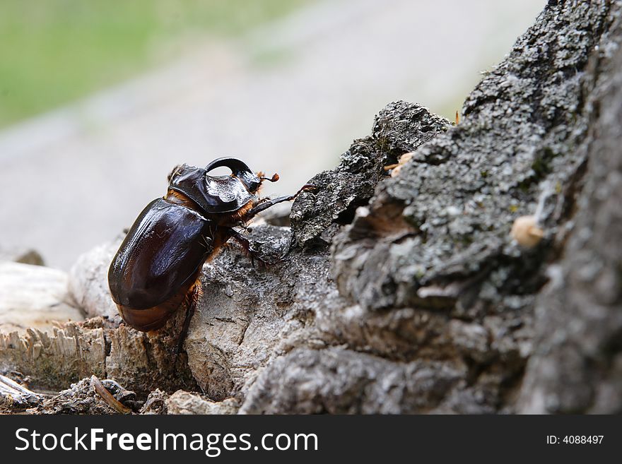 A beetle named rhinoceros (cervus) on the wooden stub. A beetle named rhinoceros (cervus) on the wooden stub