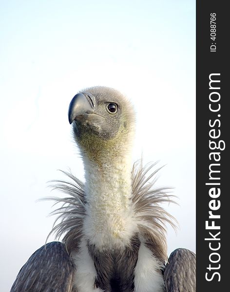 African Black Backed Vulture looking Forward. African Black Backed Vulture looking Forward.