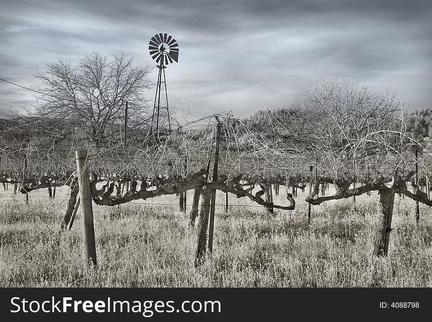 Vineyard and Windmill in Infrared