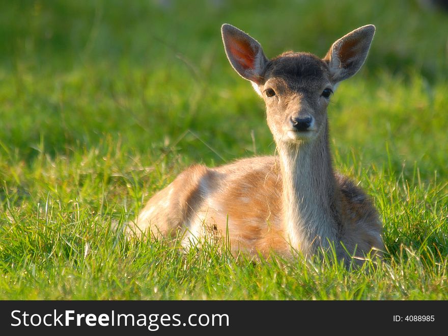 A blurred shot of a deer in the grass