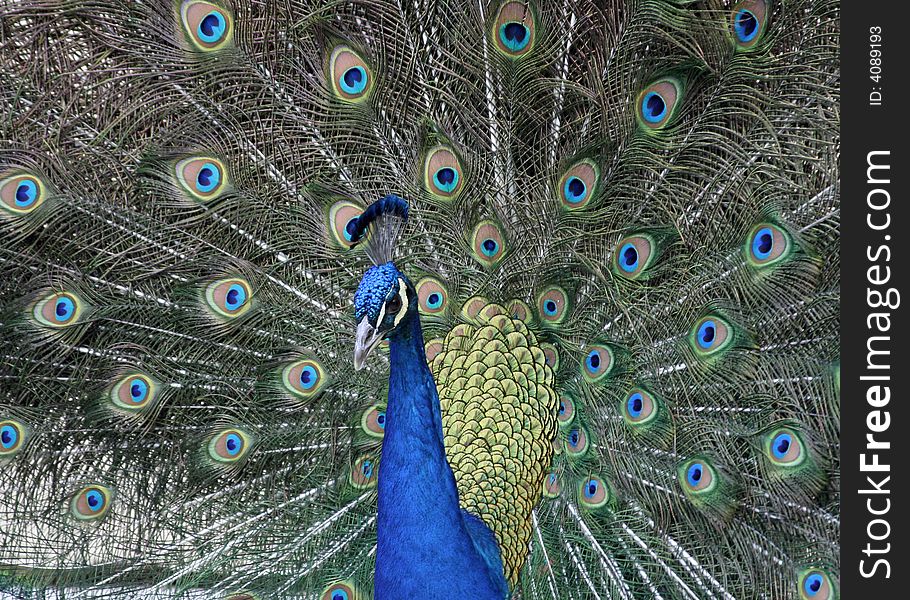 This photo is of a beautiful peacock with his feathers spread, posing for me.