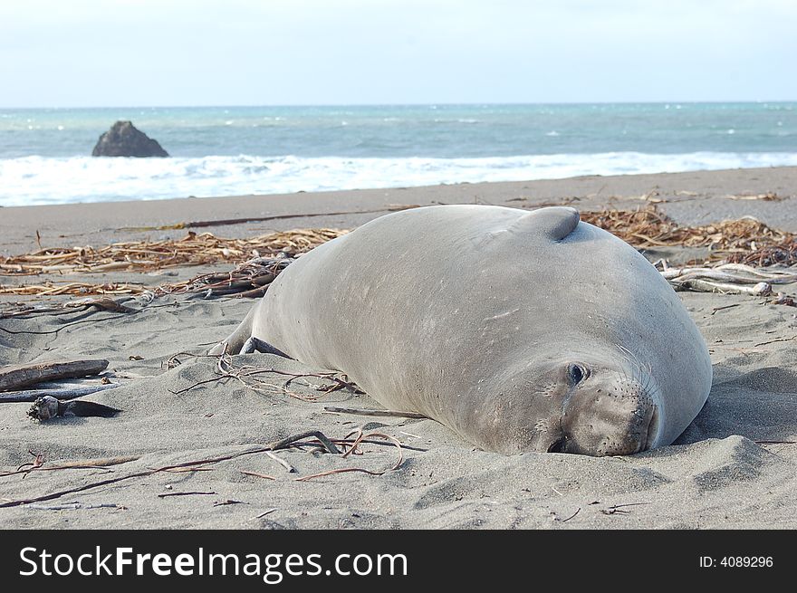 A giant sea lion lies on the sandy beach in the foreground