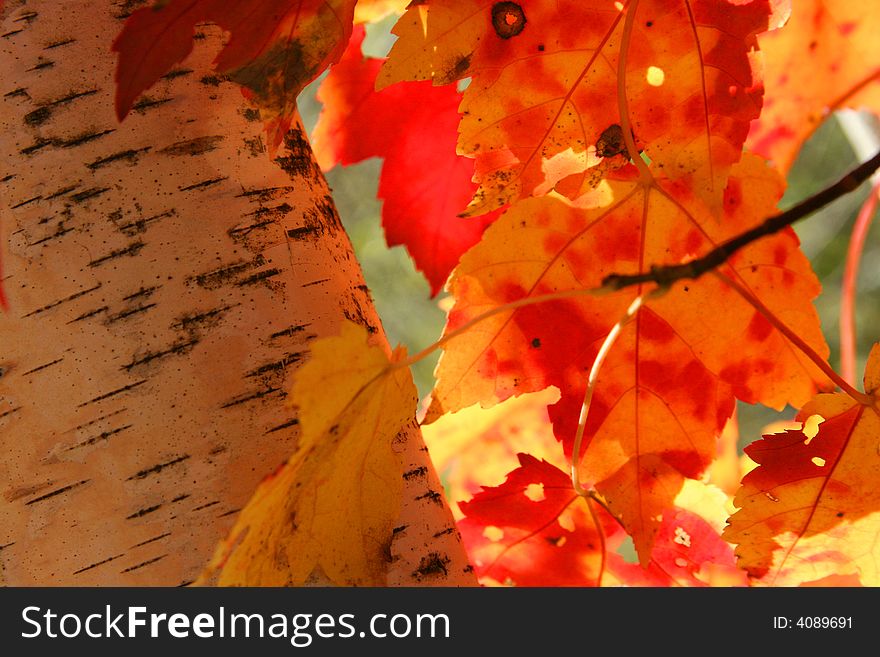 Fall aspen colorful leaves with details. Fall aspen colorful leaves with details