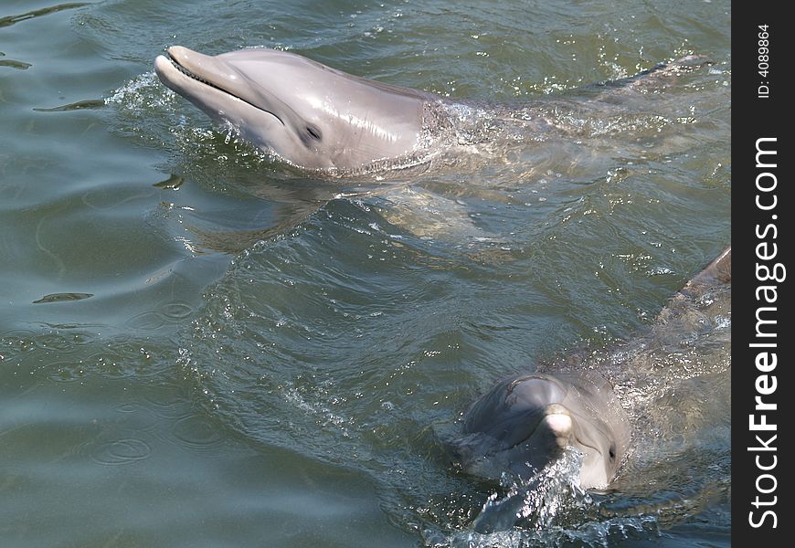 Two happy dolphins in the water