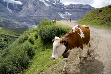 A Cow In Alps Stock Image