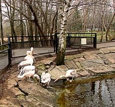 Pelicans In Zoo Stock Image Pelicans In Zoo Stock Image