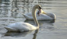 Swans At The Lake. Stock Photography
