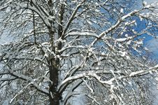 Snow On Branches II Royalty Free Stock Photo Snow On Branches II Royalty Free Stock Photo