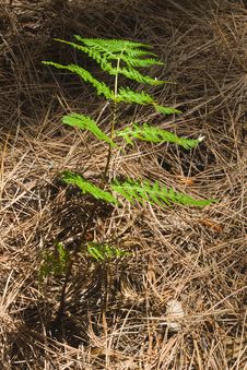 Fern Stock Photography Fern Stock Photography